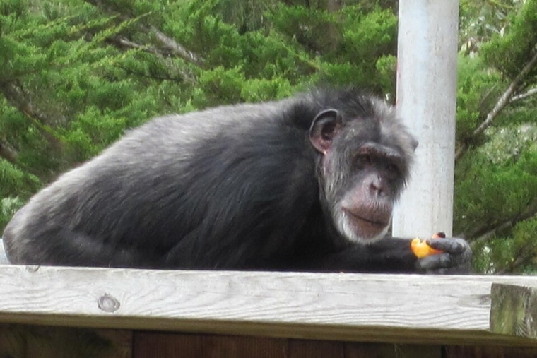 San Francisco Zoo Bids Farewell to Last Chimpanzees, Shifts Focus to Orangutan Conservation