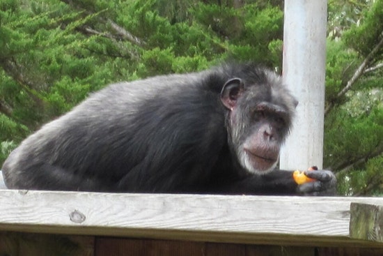 San Francisco Zoo Bids Farewell to Last Chimpanzees, Shifts Focus to Orangutan Conservation