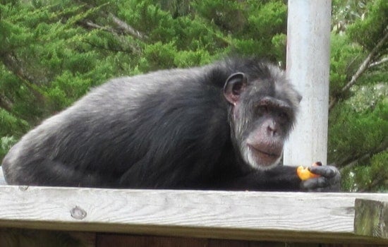 San Francisco Zoo Bids Farewell to Last Chimpanzees, Shifts Focus to Orangutan Conservation