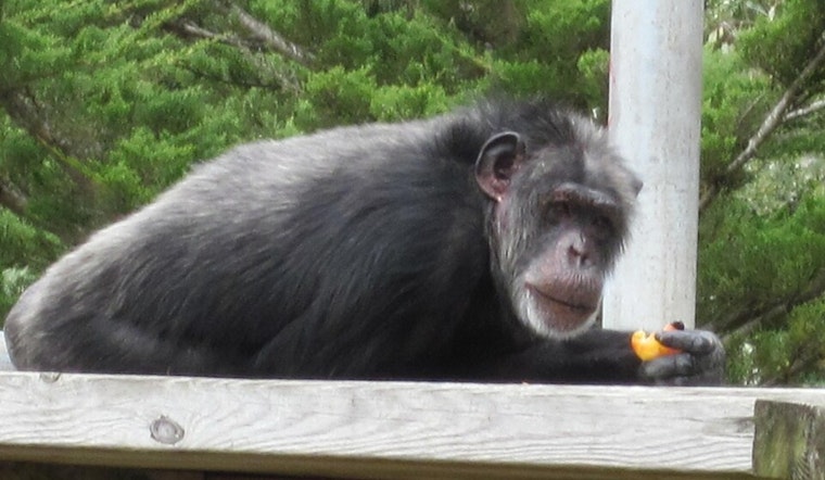 San Francisco Zoo Bids Farewell to Last Chimpanzees, Shifts Focus to Orangutan Conservation