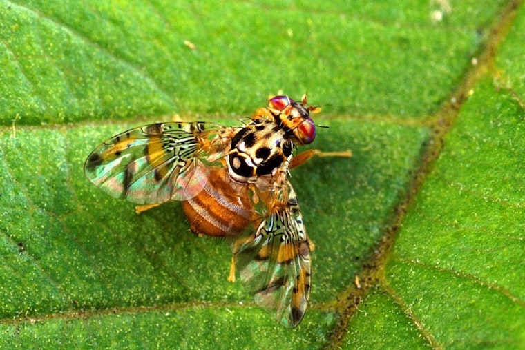 Santa Clara County Expands Medfly Quarantine Zone in San Jose Amid New Detections