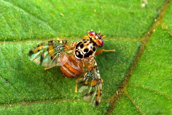 Santa Clara County Expands Medfly Quarantine Zone in San Jose Amid New Detections