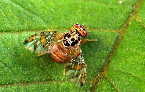Santa Clara County Expands Medfly Quarantine Zone in San Jose Amid New Detections