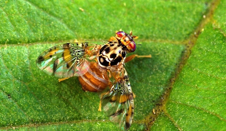 Santa Clara County Expands Medfly Quarantine Zone in San Jose Amid New Detections