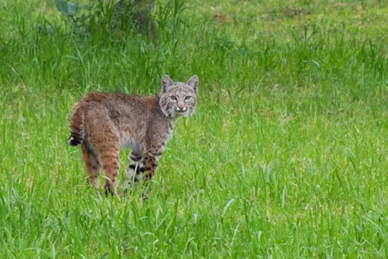 Scottsdale Home Becomes Unwitting Host to Bobcat Family, Urban Wildlife Encounters on the Rise