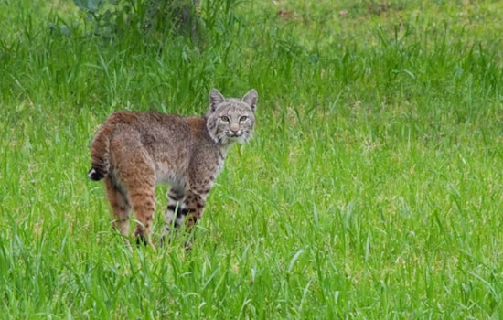 Scottsdale Home Becomes Unwitting Host to Bobcat Family, Urban Wildlife Encounters on the Rise