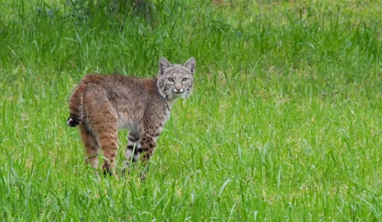 Scottsdale Home Becomes Unwitting Host to Bobcat Family, Urban Wildlife Encounters on the Rise