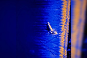 Search Intensifies on Lake Pontchartrain for Missing Aircraft as NOPD and Jefferson Parish Sheriff's Office Employ Advanced Sonar