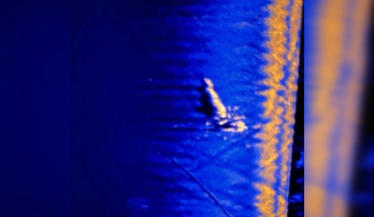 Search Intensifies on Lake Pontchartrain for Missing Aircraft as NOPD and Jefferson Parish Sheriff's Office Employ Advanced Sonar