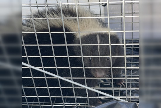 Second Skunk Captured in Honolulu Harbor as Hawai‘i Battles Invasive Species Threat