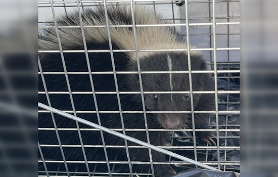 Second Skunk Captured in Honolulu Harbor as Hawai‘i Battles Invasive Species Threat