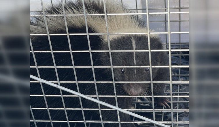 Second Skunk Captured in Honolulu Harbor as Hawai‘i Battles Invasive Species Threat