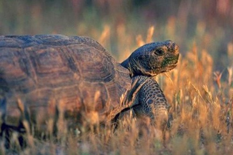 SF Wildlife Lifeline for 850 Animals Teeters on the Brink