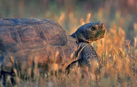 SF Wildlife Lifeline for 850 Animals Teeters on the Brink