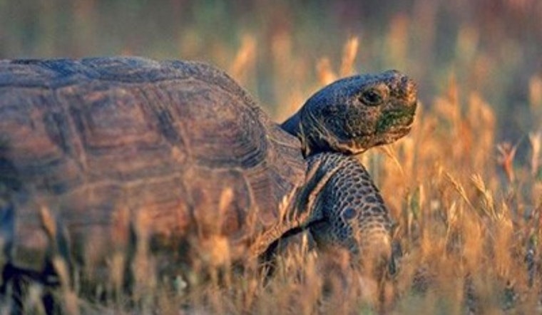 SF Wildlife Lifeline for 850 Animals Teeters on the Brink
