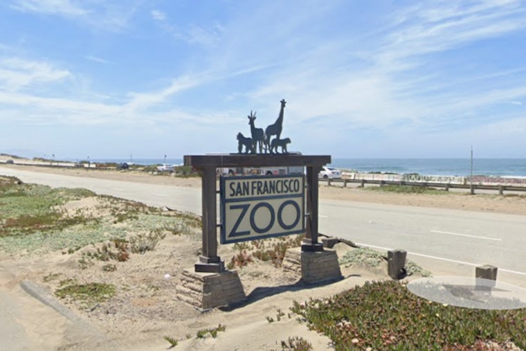 Shake-Up At SF Zoo: New Boss, New Roar