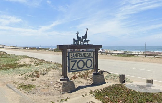 Shake-Up At SF Zoo: New Boss, New Roar