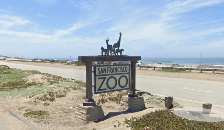 Shake-Up At SF Zoo: New Boss, New Roar