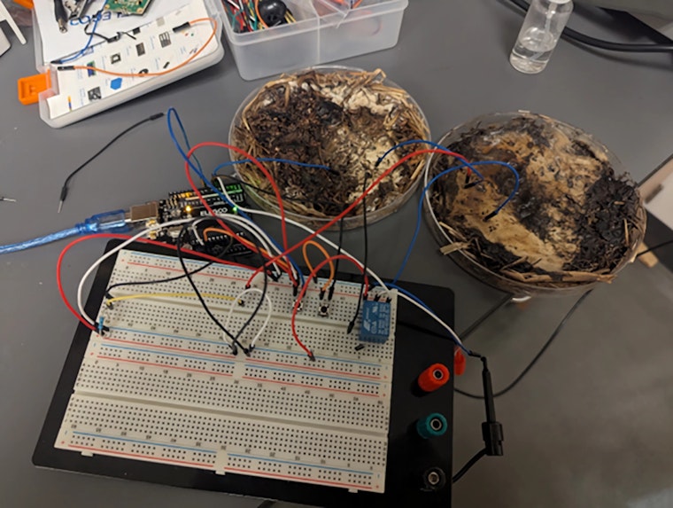 'Shiitake Valley'? New Study Demonstrates Viable Mushroom-Based Computer Chips