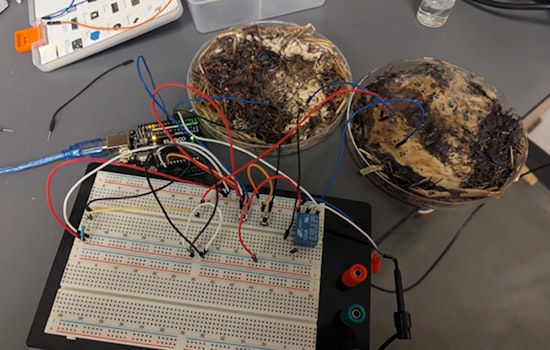 'Shiitake Valley'? New Study Demonstrates Viable Mushroom-Based Computer Chips