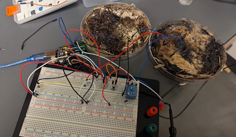'Shiitake Valley'? New Study Demonstrates Viable Mushroom-Based Computer Chips