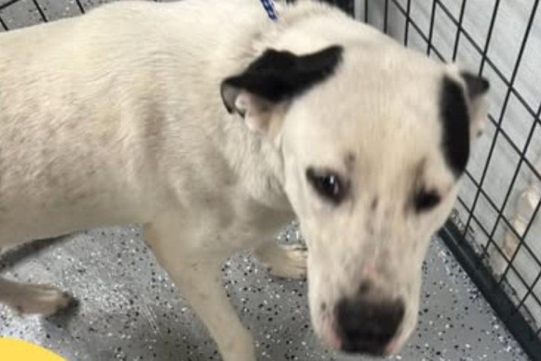 Socorro, Texas Community Rallies to Reunite Lost Dog with Owners, City Government Leads Social Media Search Effort