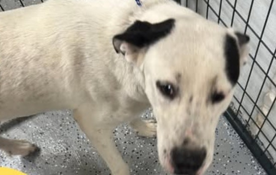 Socorro, Texas Community Rallies to Reunite Lost Dog with Owners, City Government Leads Social Media Search Effort