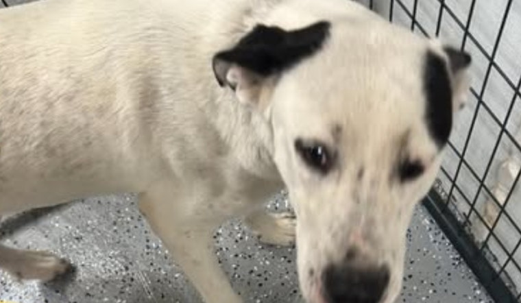 Socorro, Texas Community Rallies to Reunite Lost Dog with Owners, City Government Leads Social Media Search Effort