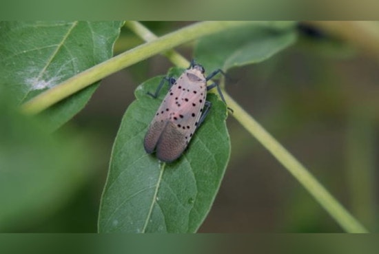 Spotted Lanternfly Invasion Expands in Michigan, MDARD Urges Public Vigilance and Reporting