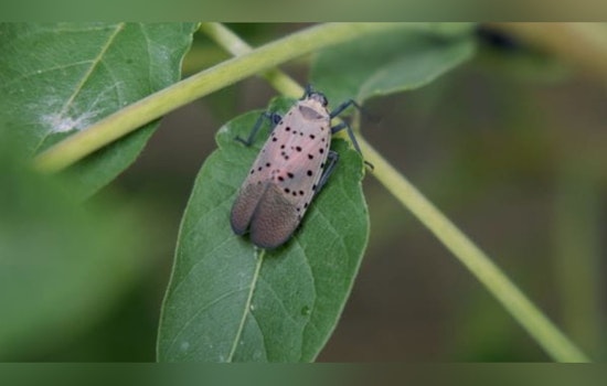 Spotted Lanternfly Invasion Expands in Michigan, MDARD Urges Public Vigilance and Reporting