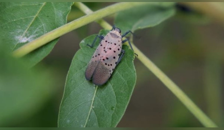 Spotted Lanternfly Invasion Expands in Michigan, MDARD Urges Public Vigilance and Reporting