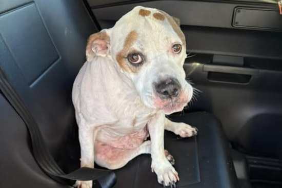 Springdale Police Seek Owner of Lost Dog with Medical Needs Found Near Heritage Hill School