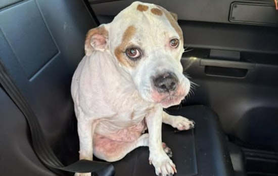Springdale Police Seek Owner of Lost Dog with Medical Needs Found Near Heritage Hill School
