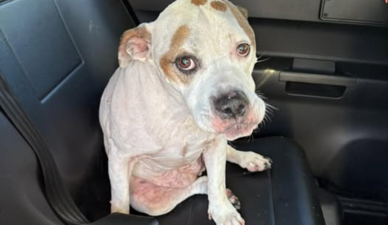 Springdale Police Seek Owner of Lost Dog with Medical Needs Found Near Heritage Hill School