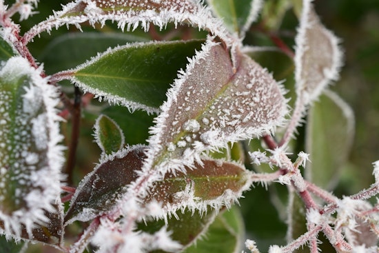 St. Louis Greets Frost Advisory with Promise of Sunnier Days Ahead