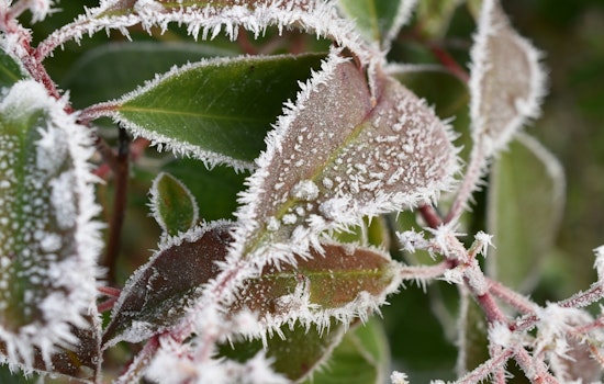 St. Louis Greets Frost Advisory with Promise of Sunnier Days Ahead