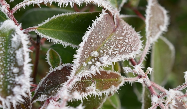 St. Louis Greets Frost Advisory with Promise of Sunnier Days Ahead