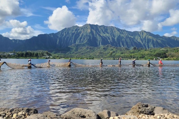 STUDY: Heeia's Ancient Fishponds Quietly Outmuscle Warming Waters In Kaneohe Bay