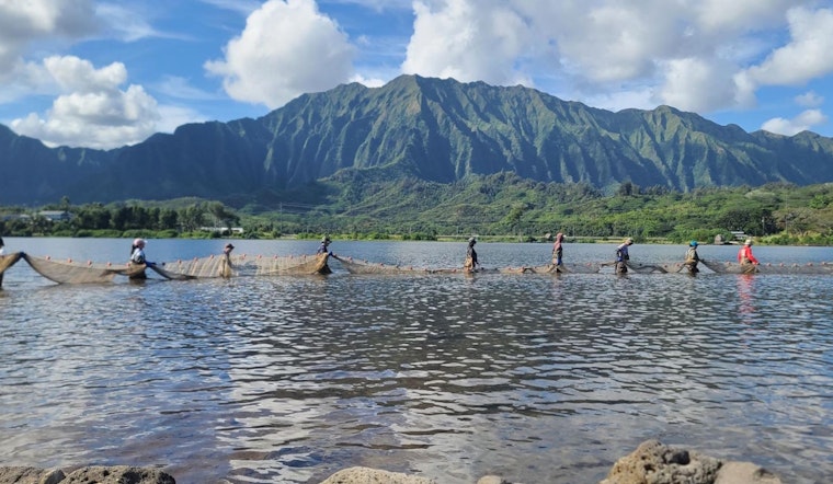 STUDY: Heeia's Ancient Fishponds Quietly Outmuscle Warming Waters In Kaneohe Bay