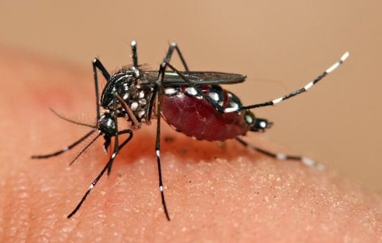 Sunnyvale and Santa Clara Residents on Alert as Invasive Aedes aegypti Mosquitoes Found in New Areas