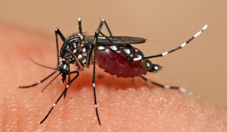Sunnyvale and Santa Clara Residents on Alert as Invasive Aedes aegypti Mosquitoes Found in New Areas