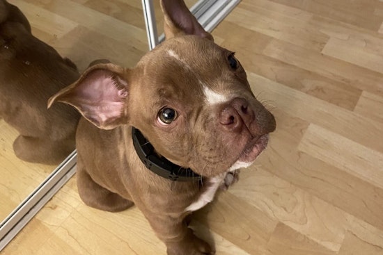 Tacoma Police on the Hunt to Reunite Stolen Seattle Dog "Buddy" With Owners; Suspect Charged With Theft
