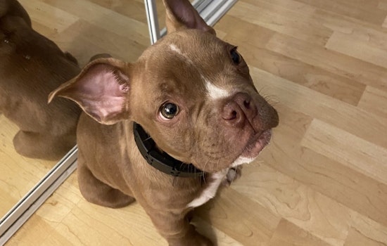 Tacoma Police on the Hunt to Reunite Stolen Seattle Dog "Buddy" With Owners; Suspect Charged With Theft