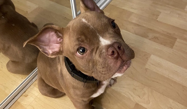 Tacoma Police on the Hunt to Reunite Stolen Seattle Dog "Buddy" With Owners; Suspect Charged With Theft