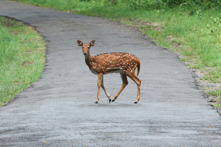 Tennessee Highway Patrol Warns Motorists of Increased Deer Collisions During Peak Season