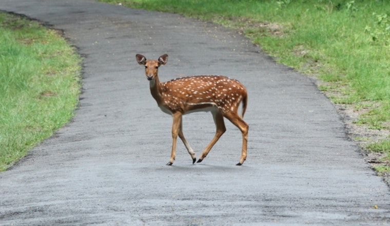 Tennessee Highway Patrol Warns Motorists of Increased Deer Collisions During Peak Season