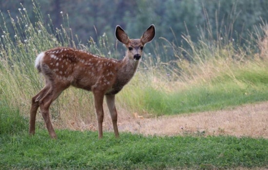 Tennessee Muzzleloader and Archery Deer Season to Open on November 8