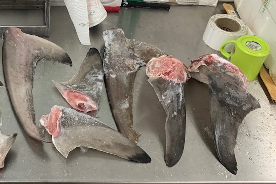 'No Soup for You!': Texas 'Shark Cops' Tighten Net on Illegal Shark's Fin Trade