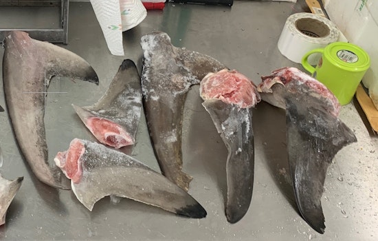 'No Soup for You!': Texas 'Shark Cops' Tighten Net on Illegal Shark's Fin Trade
