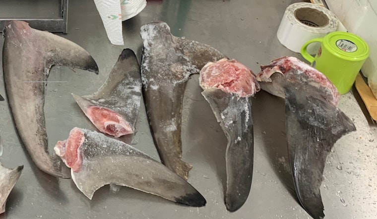 'No Soup for You!': Texas 'Shark Cops' Tighten Net on Illegal Shark's Fin Trade